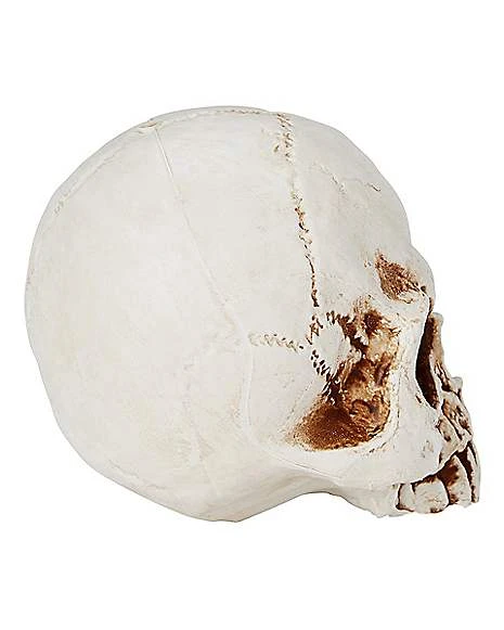 Jawless Skull 2 Jawless Skull - Image 2