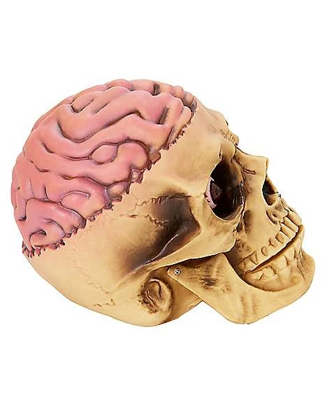 Skull With Brain Decoration 2 Skull With Brain Decoration - Image 2