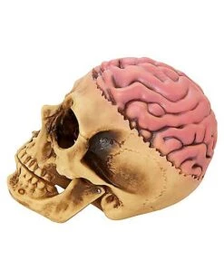 Skull With Brain Decoration 7 Skull With Brain Decoration -Online Halloween Costumes 01573070 d